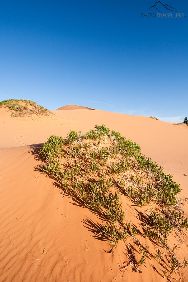 Coral Pink Sand Dunes
