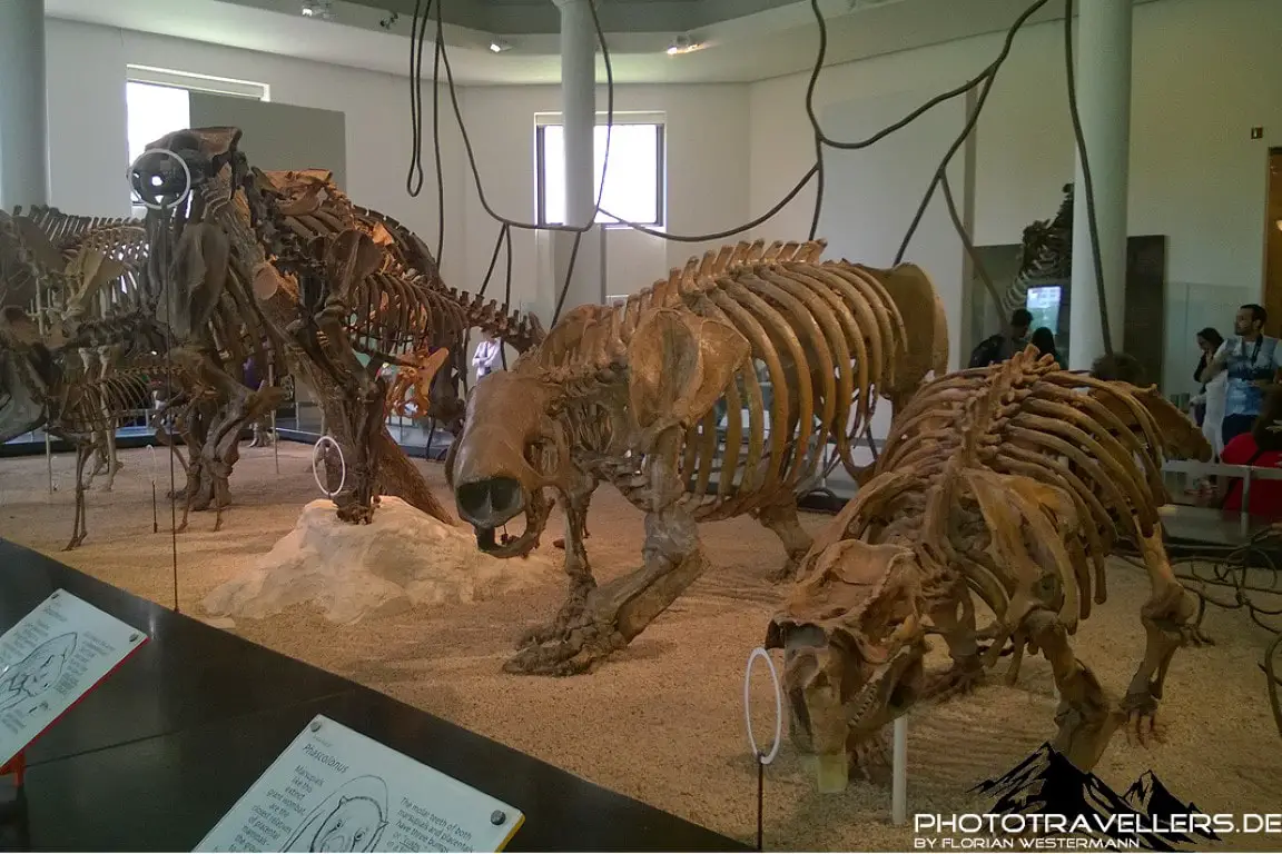 Dinosaurier-Skelette im Museum