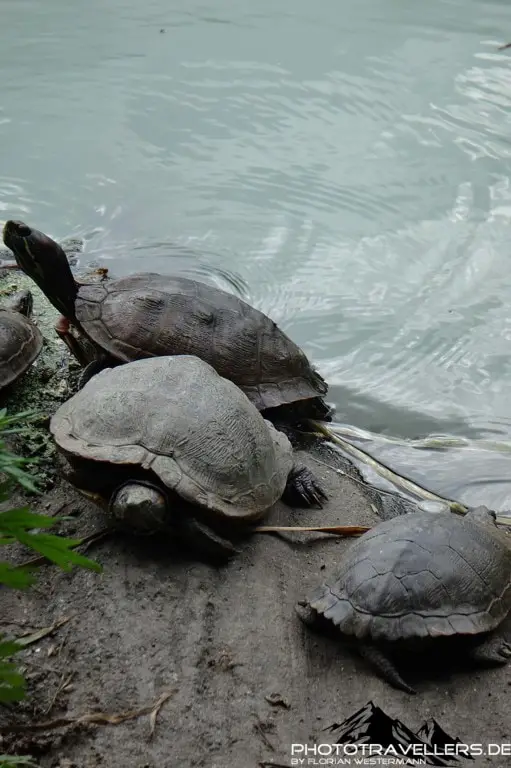Schildkröten im Central Park