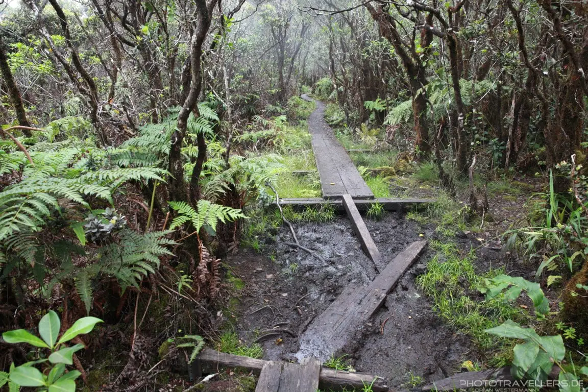 Alakai Swamp Trail3