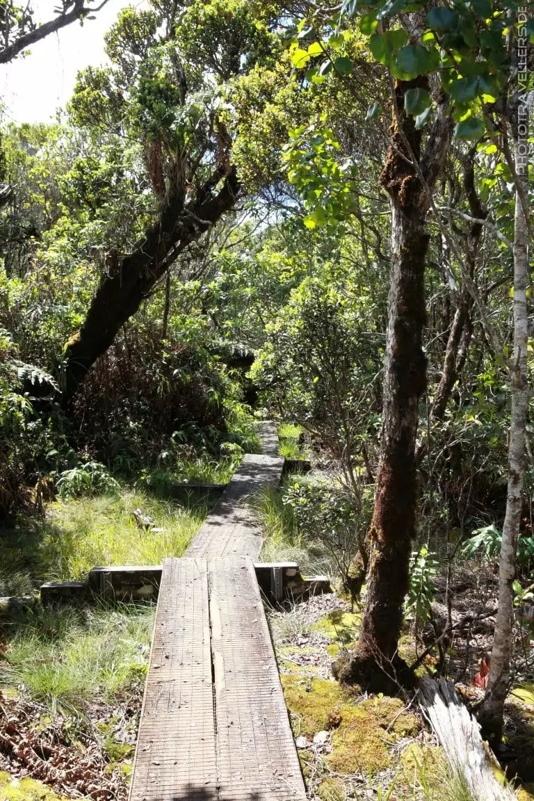 Alakai Swamp Trail4