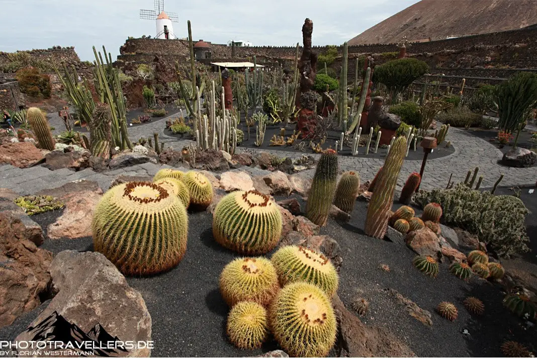 Der Jardin de Cactus auf Lanzarote