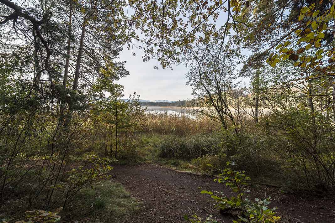 Eine Stelle im Wald mit Blick auf einen Bergsee