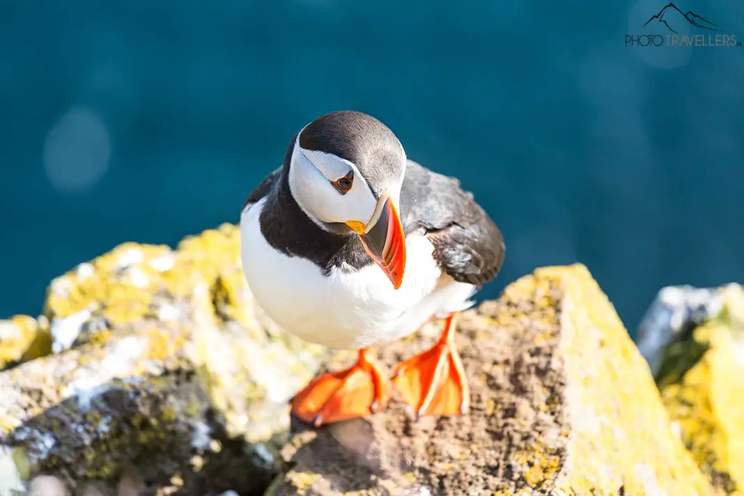 A puffin at Cape Bjargtangar in Iceland
