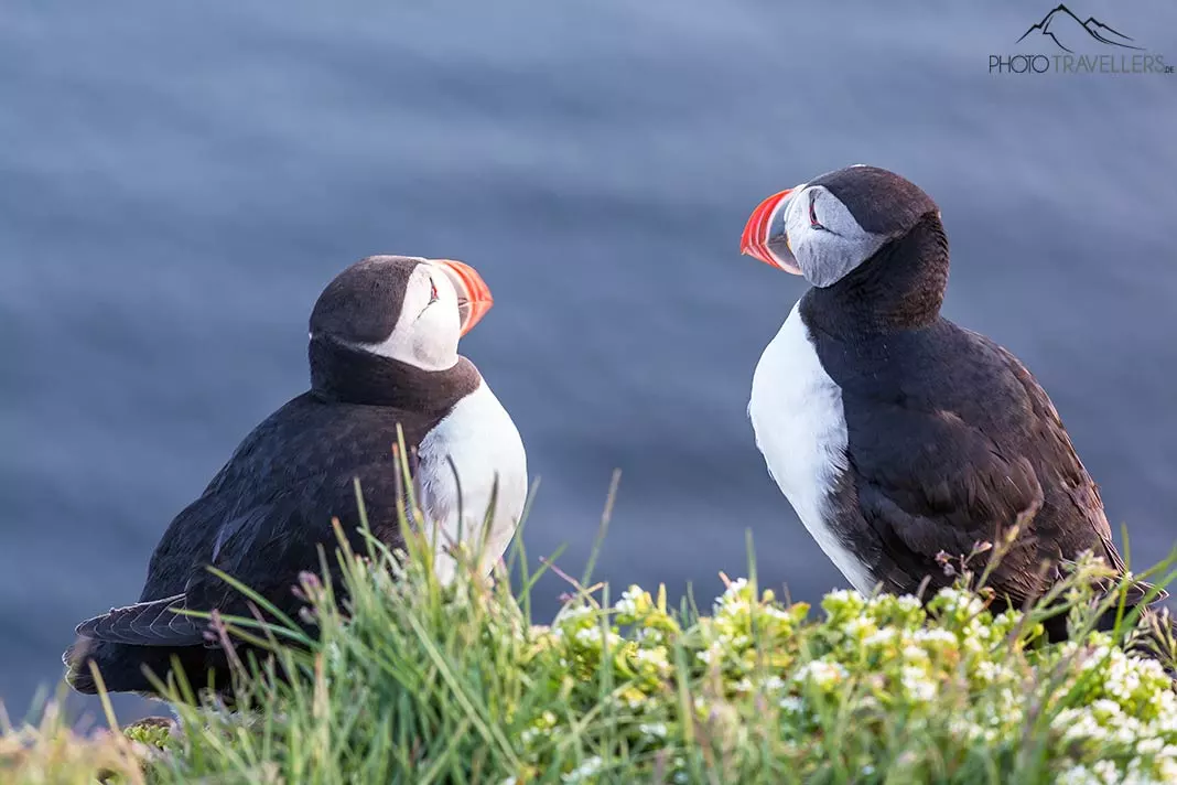 Two puffins at Cape Bjargtangar in Iceland
