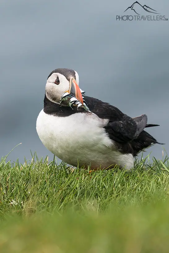 A puffin with fish in its beak in Iceland