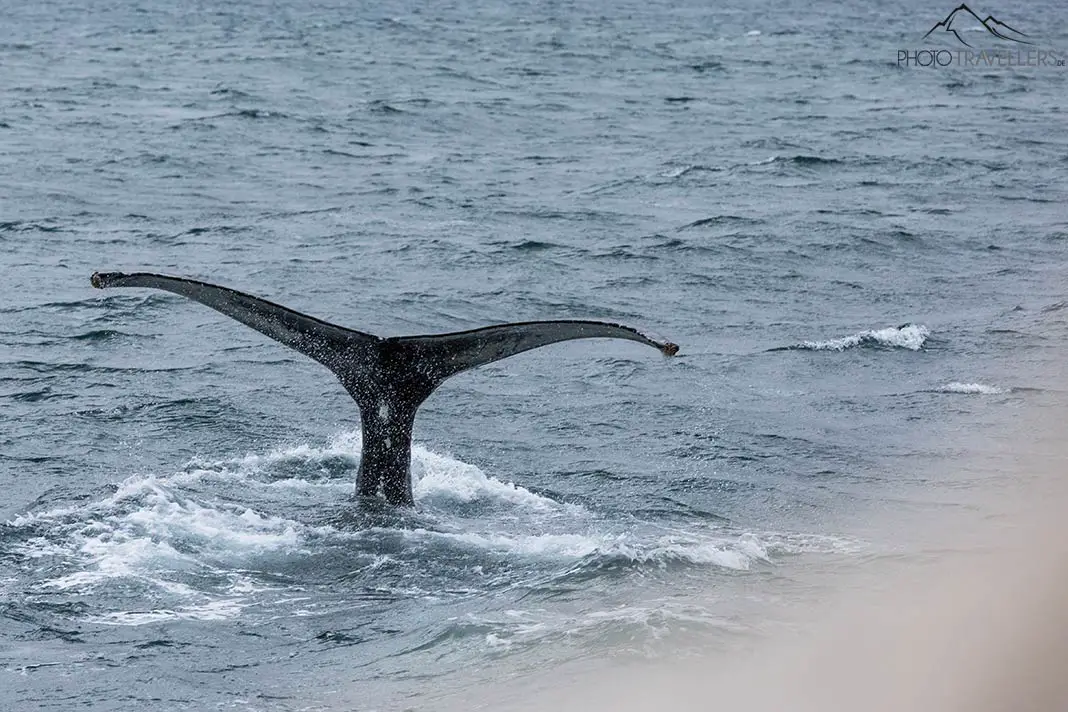 Eine Walflosse im Meer vor der Küste von Island