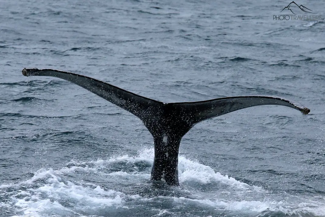 Whale fin in the sea in Iceland