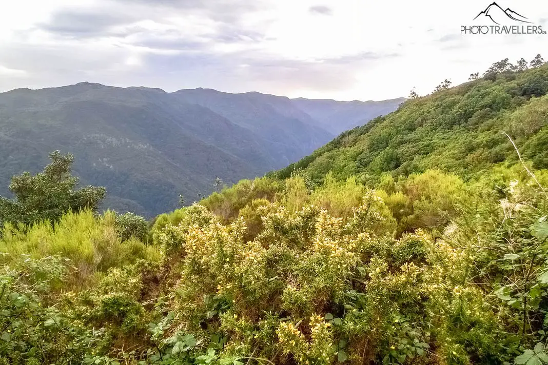 Der Blick über den Urwald von Madeira