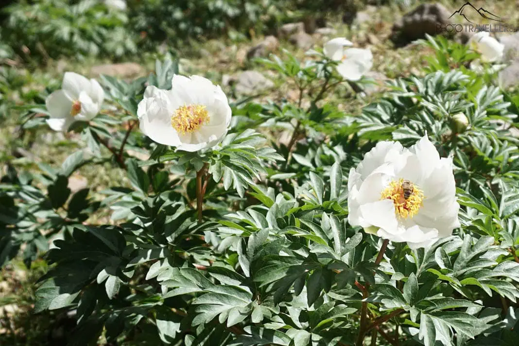 Wildblumen in den Weißen Bergen