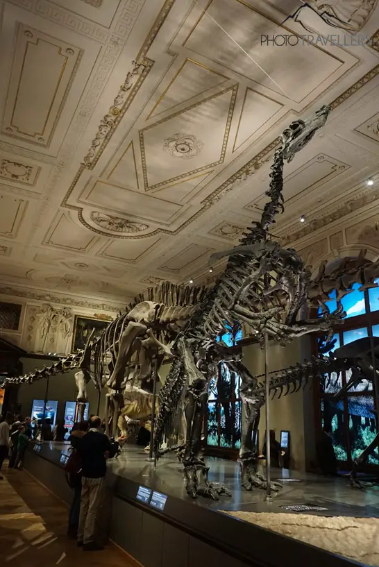 Ein großes Saurier-Skelett im Naturhistorischen Museum in Wien