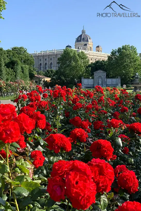 Rote Rosen im Volksgarten Wien