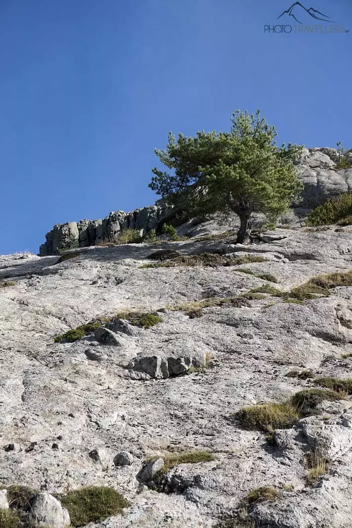 Baum aus Felsplatte