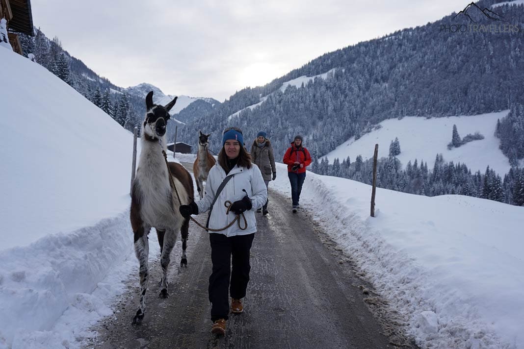 Lamas auf der Straße