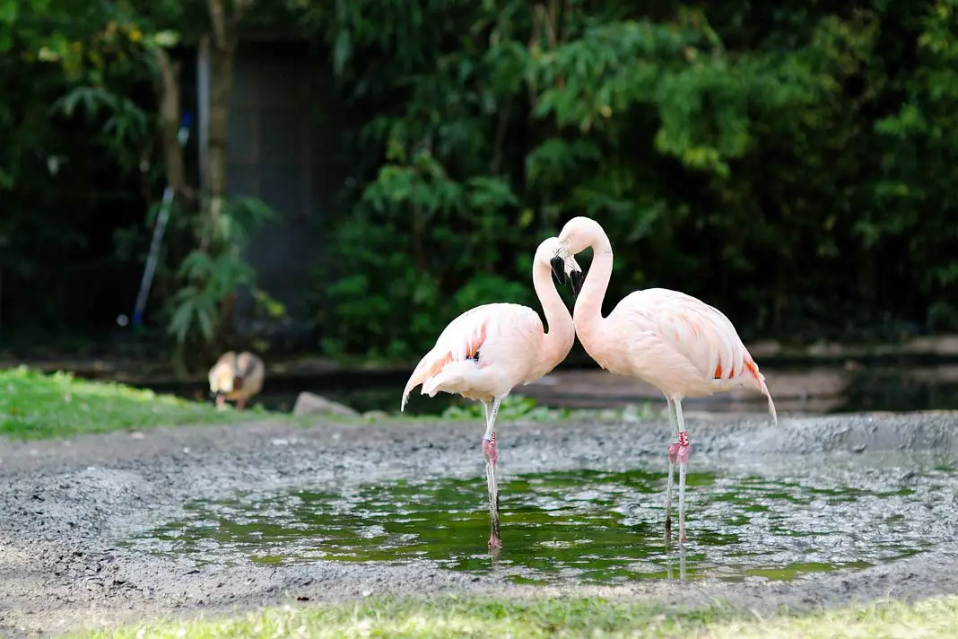 Two flamingos at Frankfurt Zoo