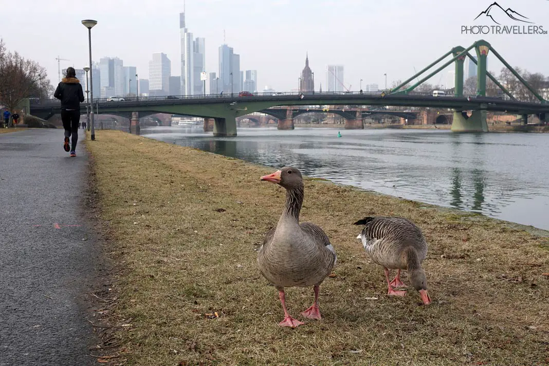 Geese in front of the Frankfurt skyline