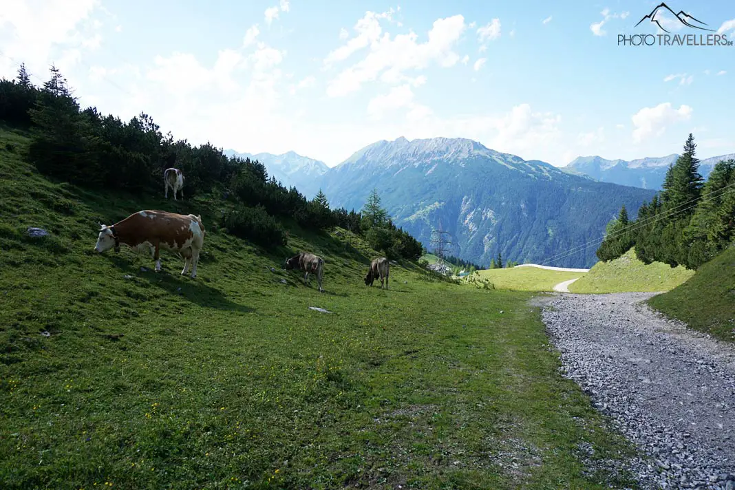 Wanderweg mit Kühen