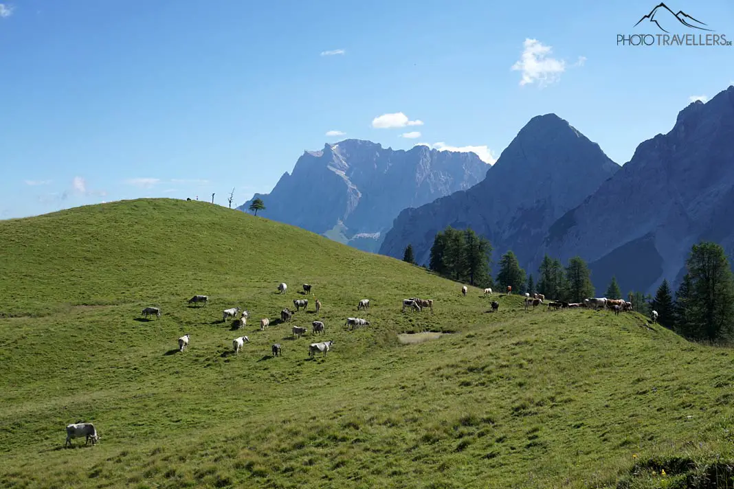 Kühe vor Ehrwalder Sonnenspitze