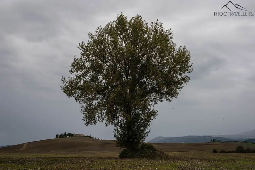 Baum in der Toskana