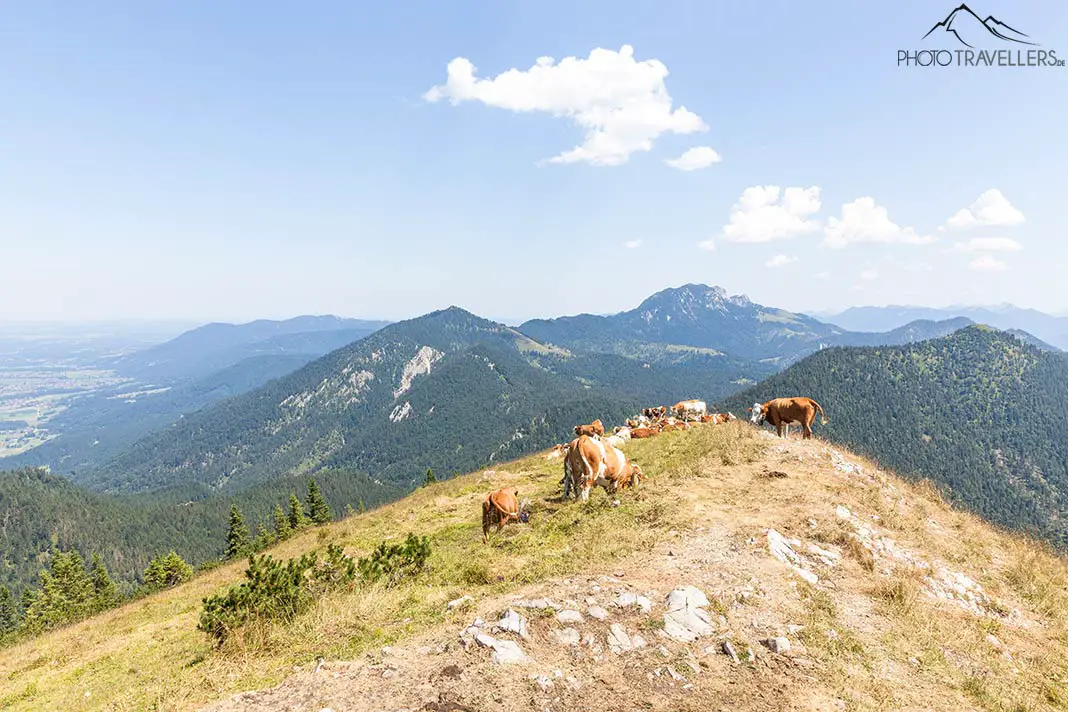 Kühe am Jochberg-Gipfel