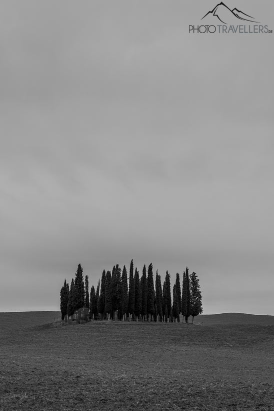 Baumgruppe Toskana