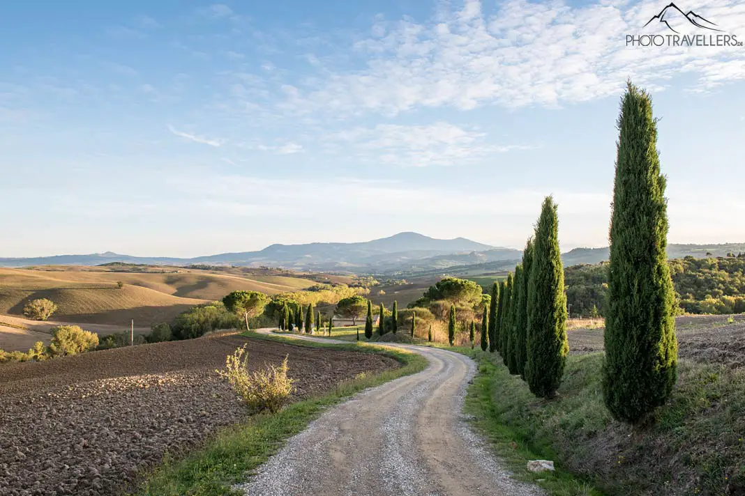 Cypress avenue in Tuscany