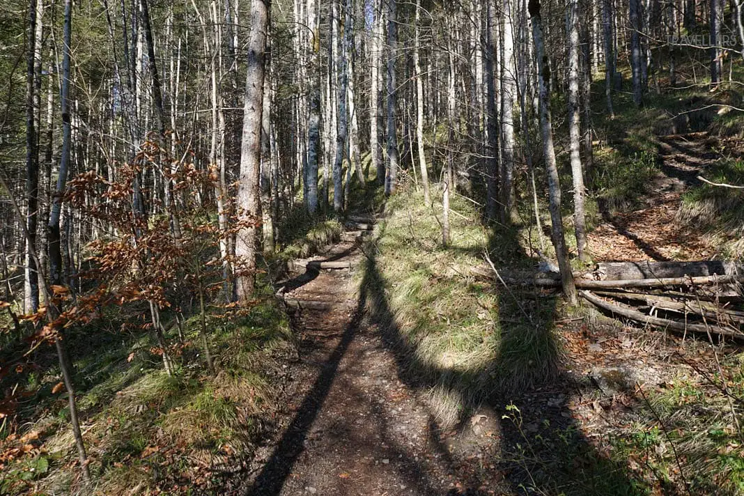 Wanderweg Wald