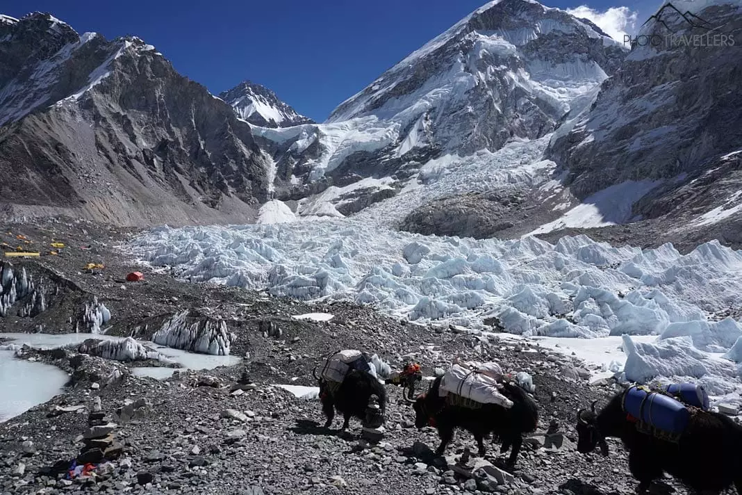Yaks im Everest Base Camp