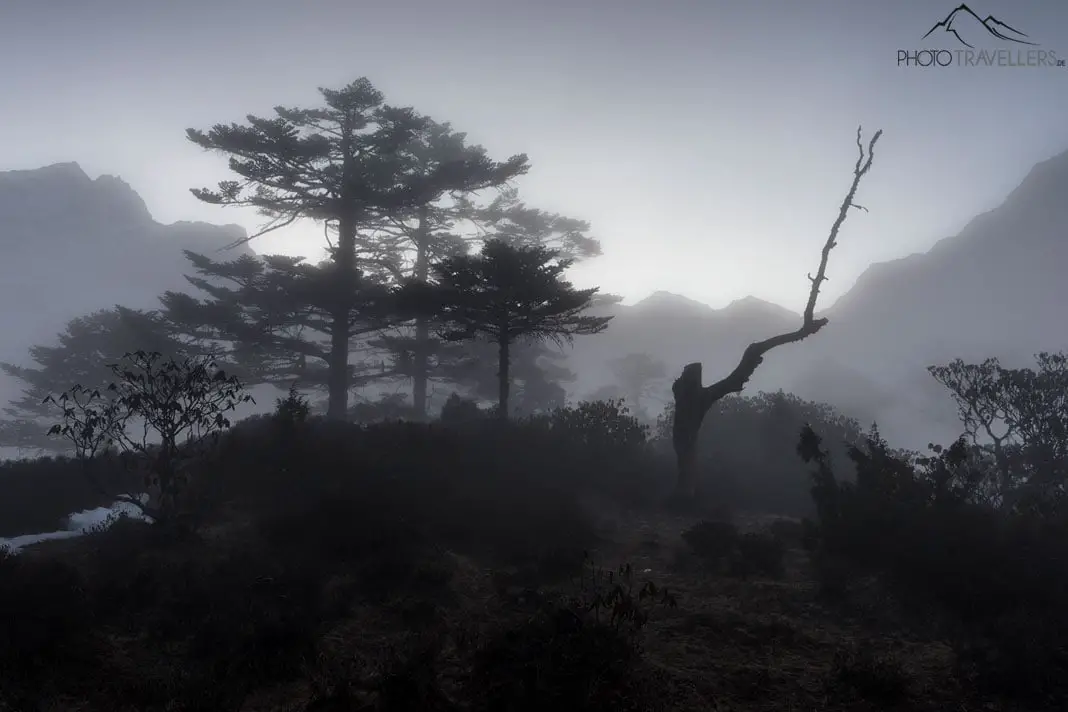 Wald im Nebel in Nepal