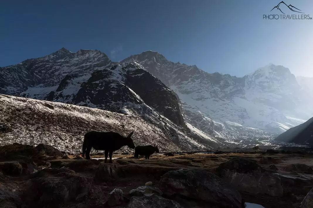 Yaks im Nebel in Nepal