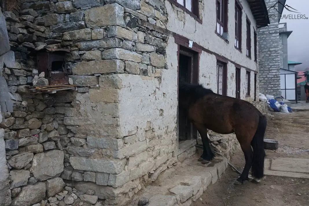 Pferd in Namche Bazar