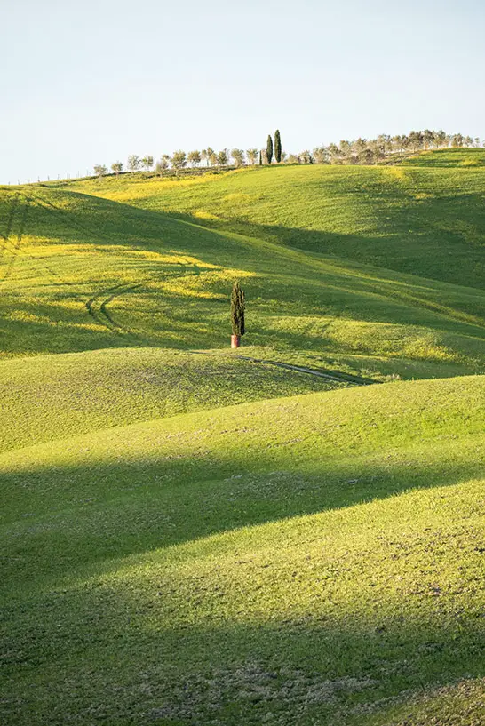 Zypressen in der sanften Landschaft der Toskana