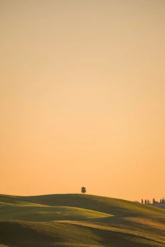 Ein einzelner Baum zum Sonnenaufgang in der Toskana