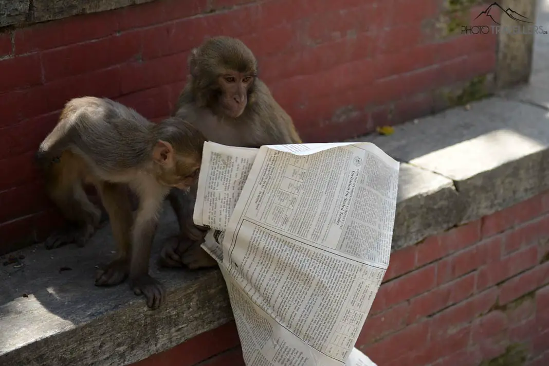 Zwei Affen schauen in Zeitung