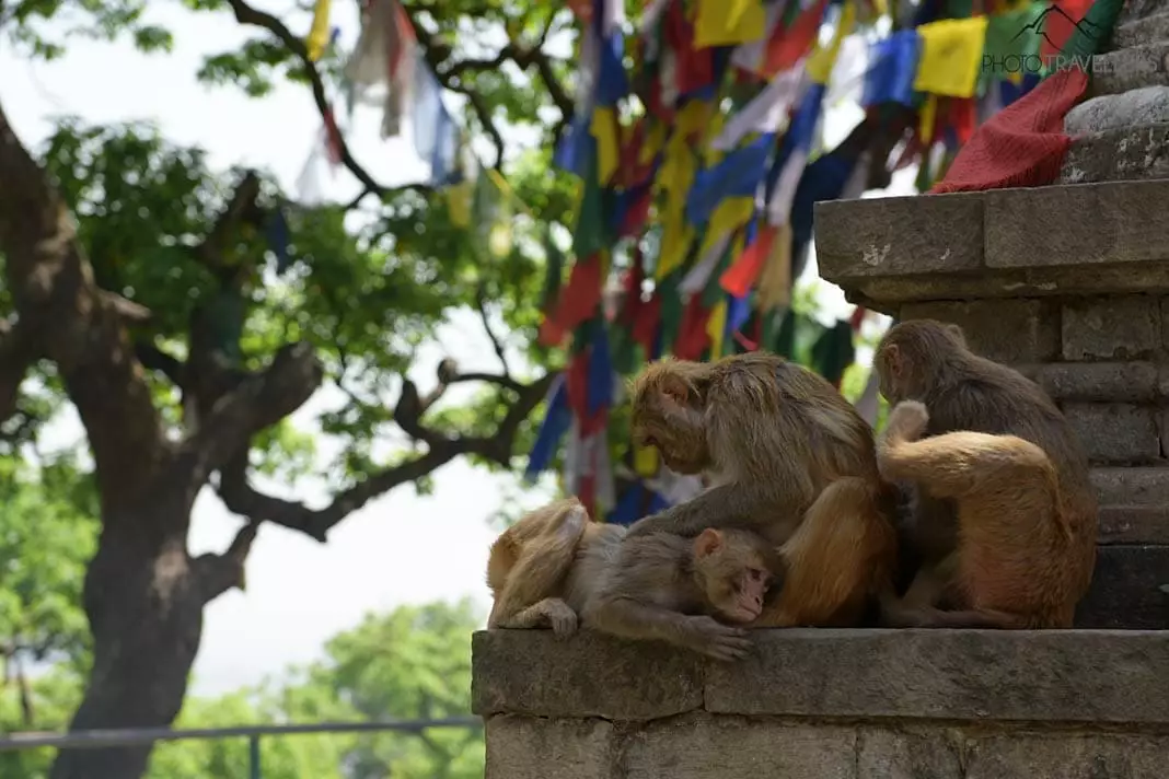 Affen im Affentempel Swayambhunath