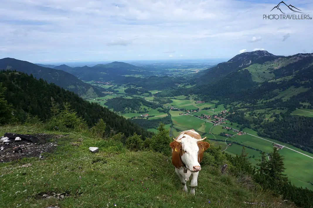 Kuh auf dem Seebergkopf