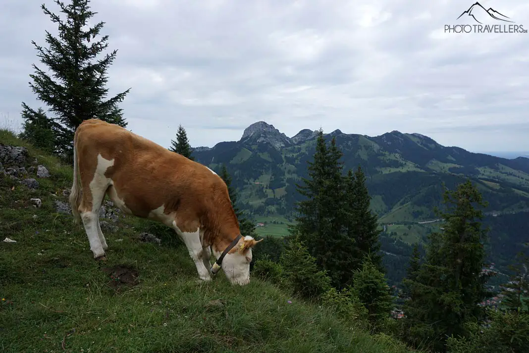 Kuh beim Grasen