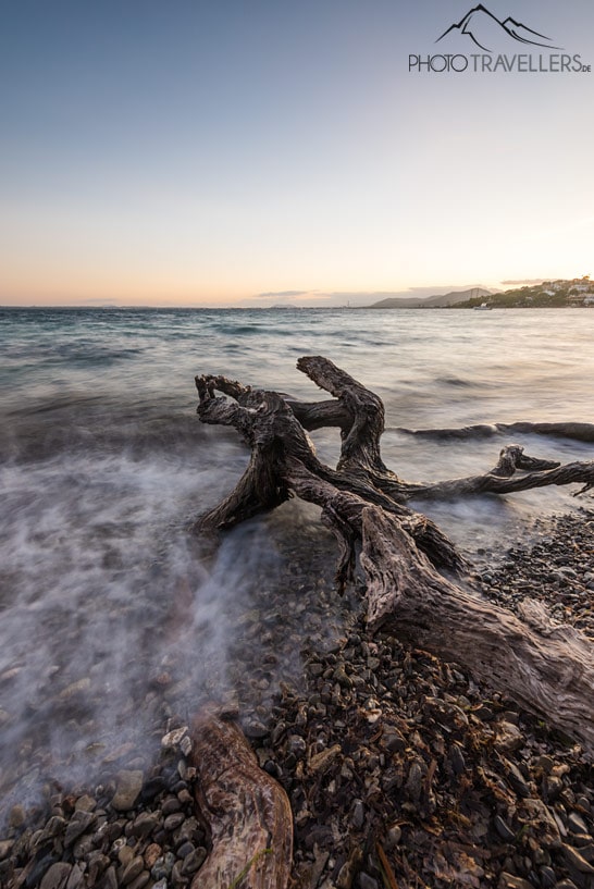 Ein alter Baumstamm an der Platja Alcanada auf Mallorca im Abendlicht