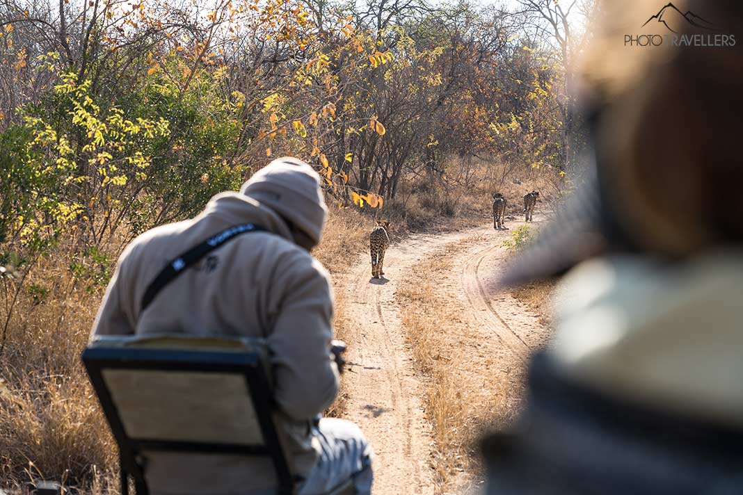 Der Blick aus einem Safari-Fahrzeug in Südafrika, vor dem mehrere Geparden laufen