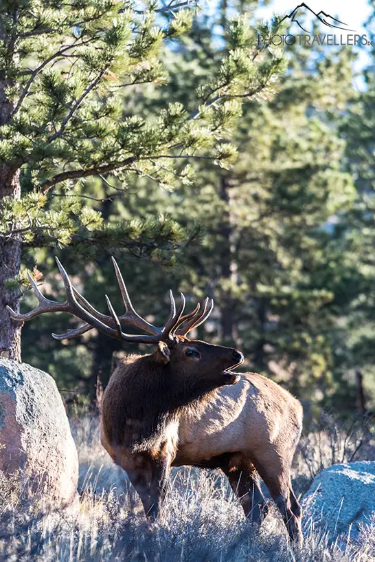 Ein großer Hirsch im Rocky Mountain Nationalpark in Colorado