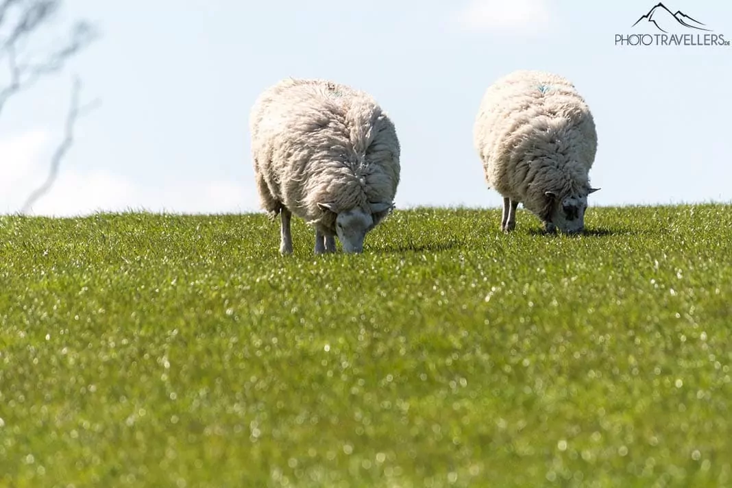 Zwei Schafe auf der Wiese
