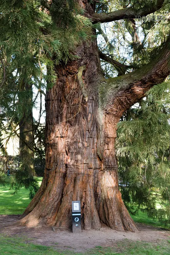 Ein Sequioa Baum im Garten des Crathes Castle