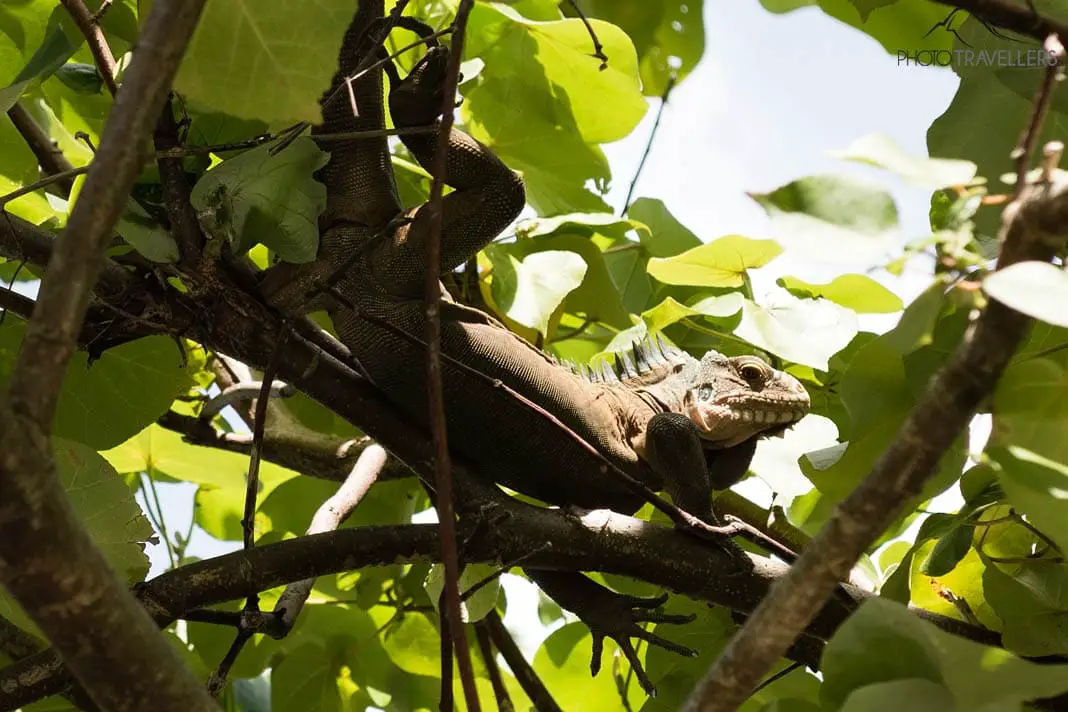 Ein Leguan im Baum
