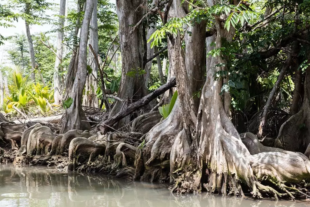 Mangroven am Ufer