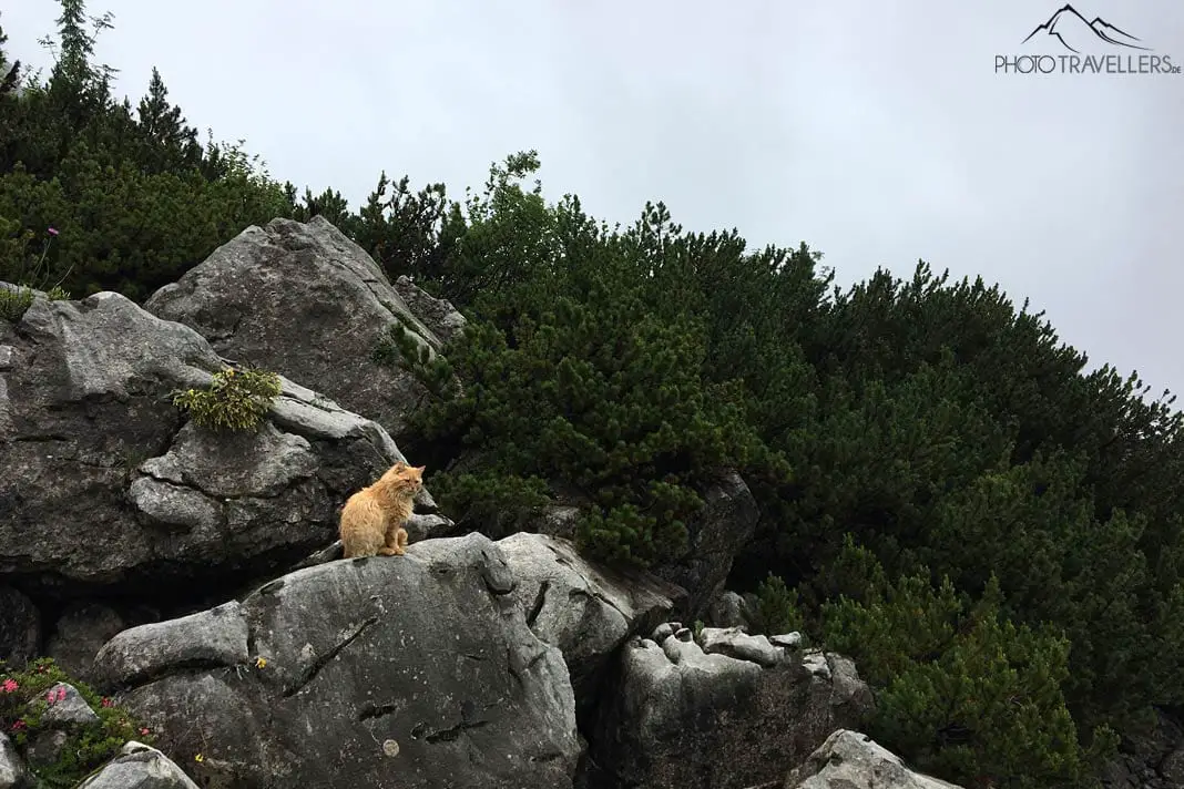 Katze im Fels