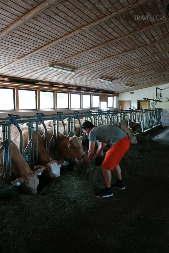 Flo gibt den Kühen im Stall Heu