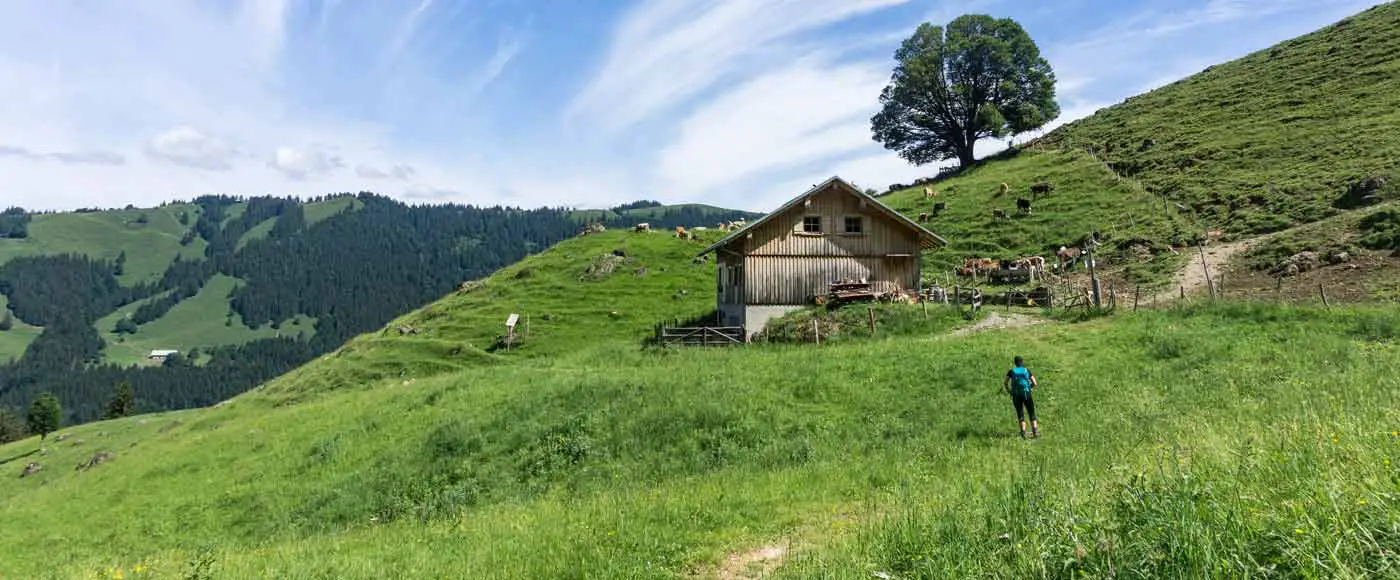 Alle Infos zur Wanderung auf den Hochgrat in den Allgäuer Alpen