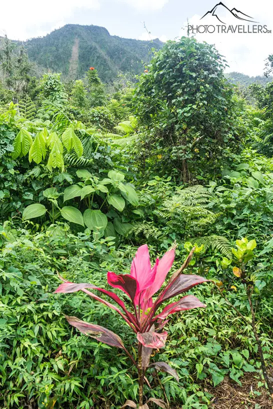 Eine rote Pflanze im Urwald von Dominica