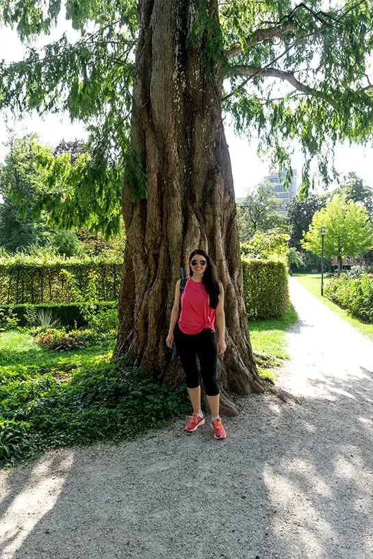 Mammutbaum in Rosenheim