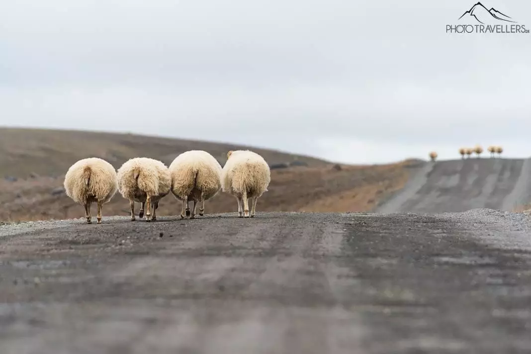Vier Schafe von hinten auf der Straße